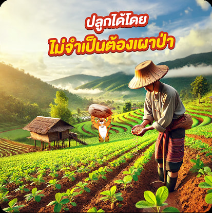 Taokaenoi Wow nut ถั่วลายเสือคั่ว